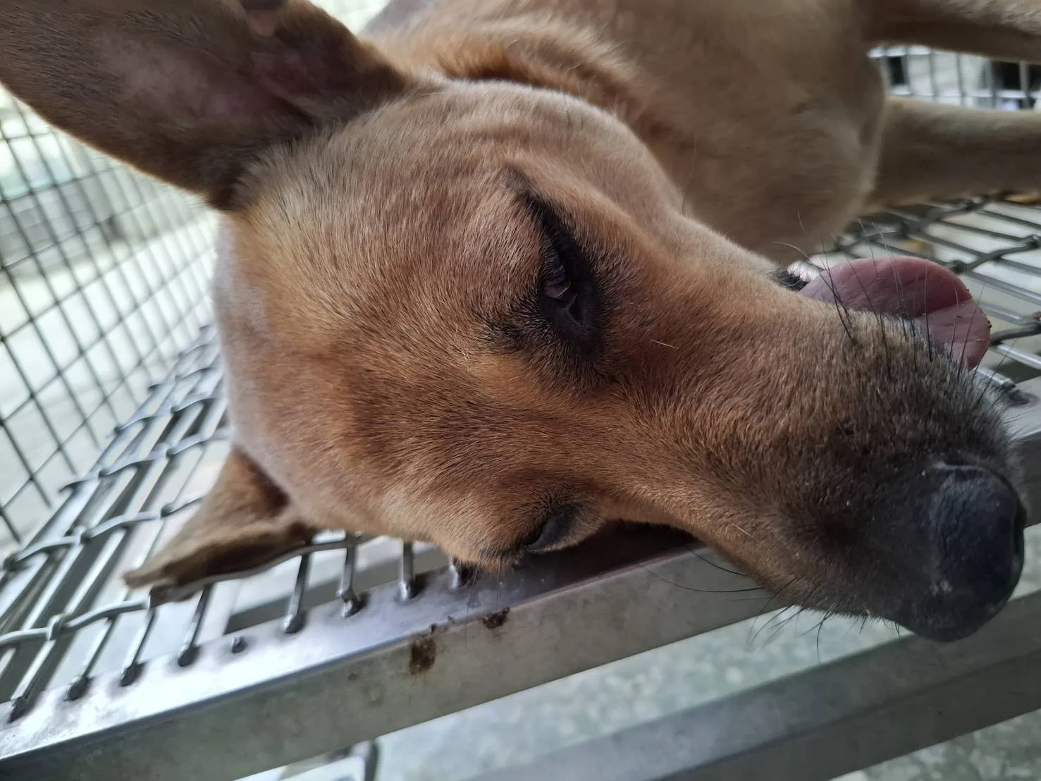 混種犬