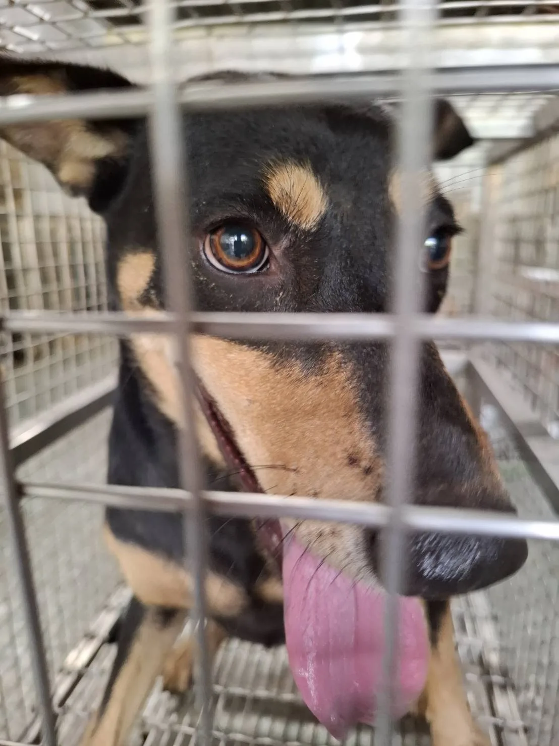 混種犬