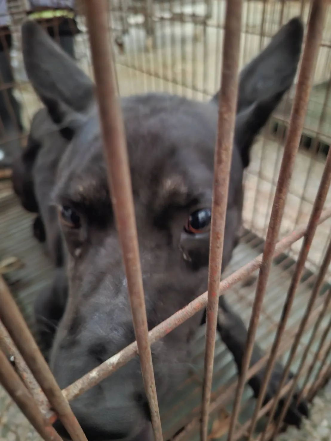 混種犬