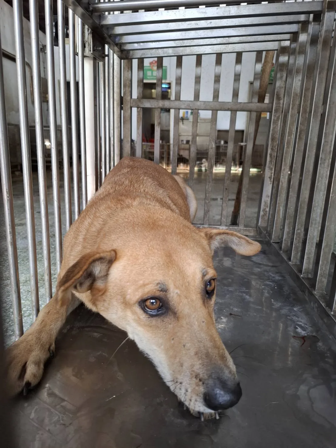 混種犬