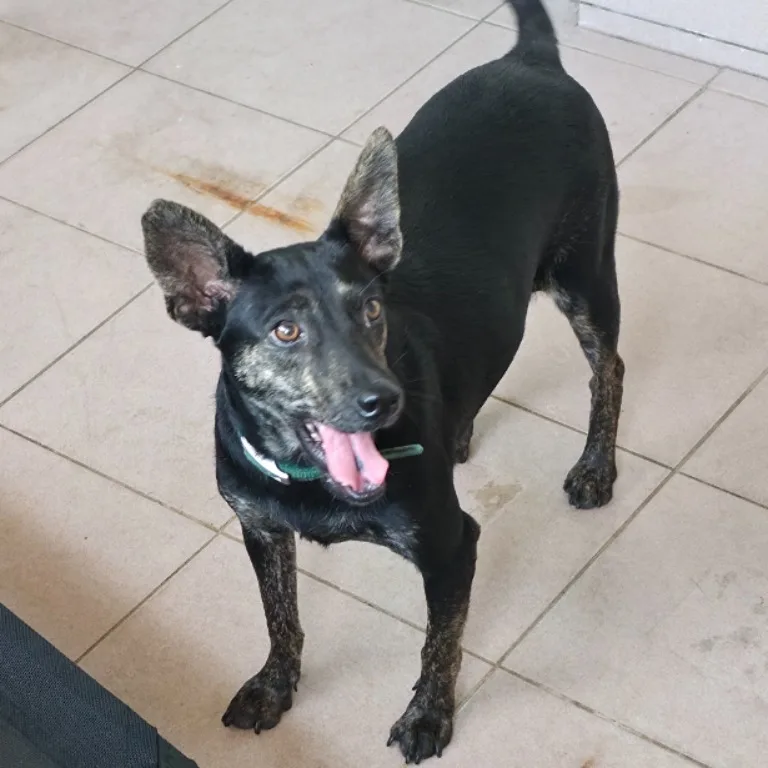 混種犬