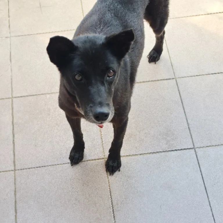 混種犬