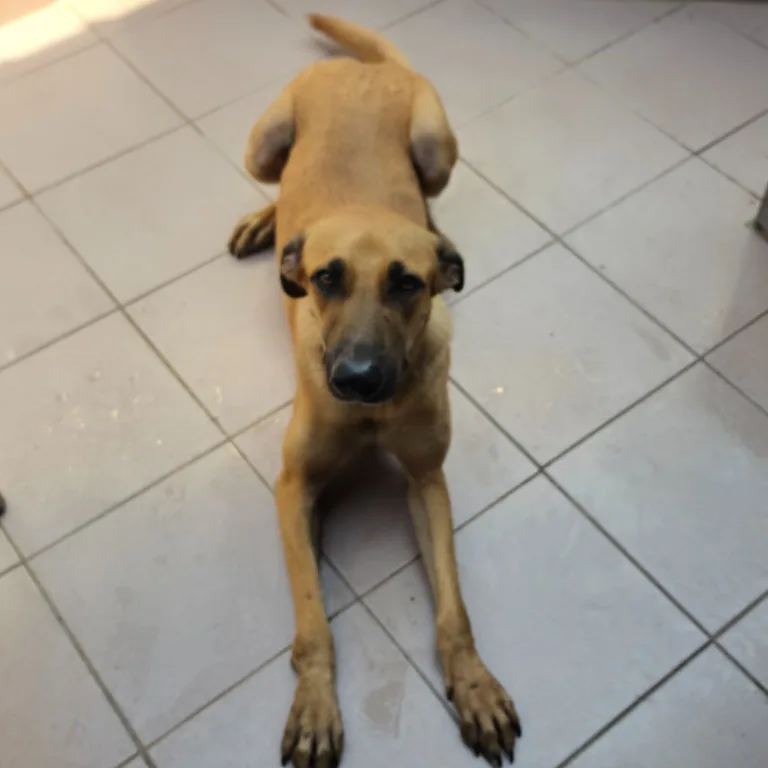 混種犬