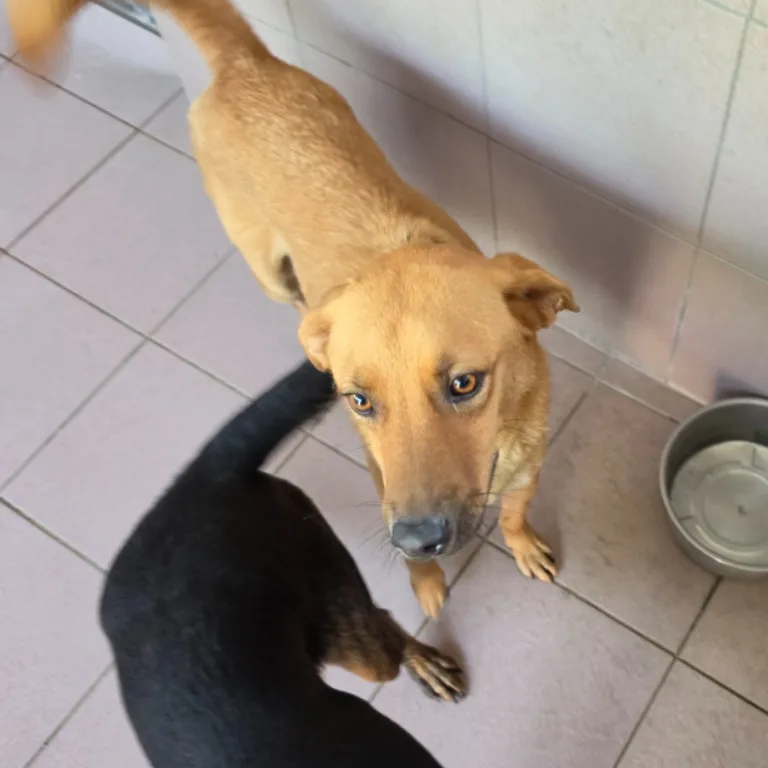 混種犬