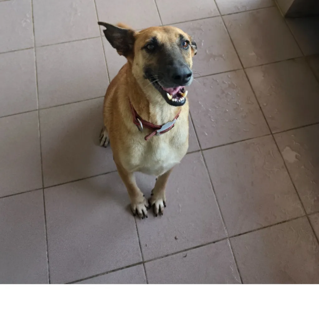 混種犬