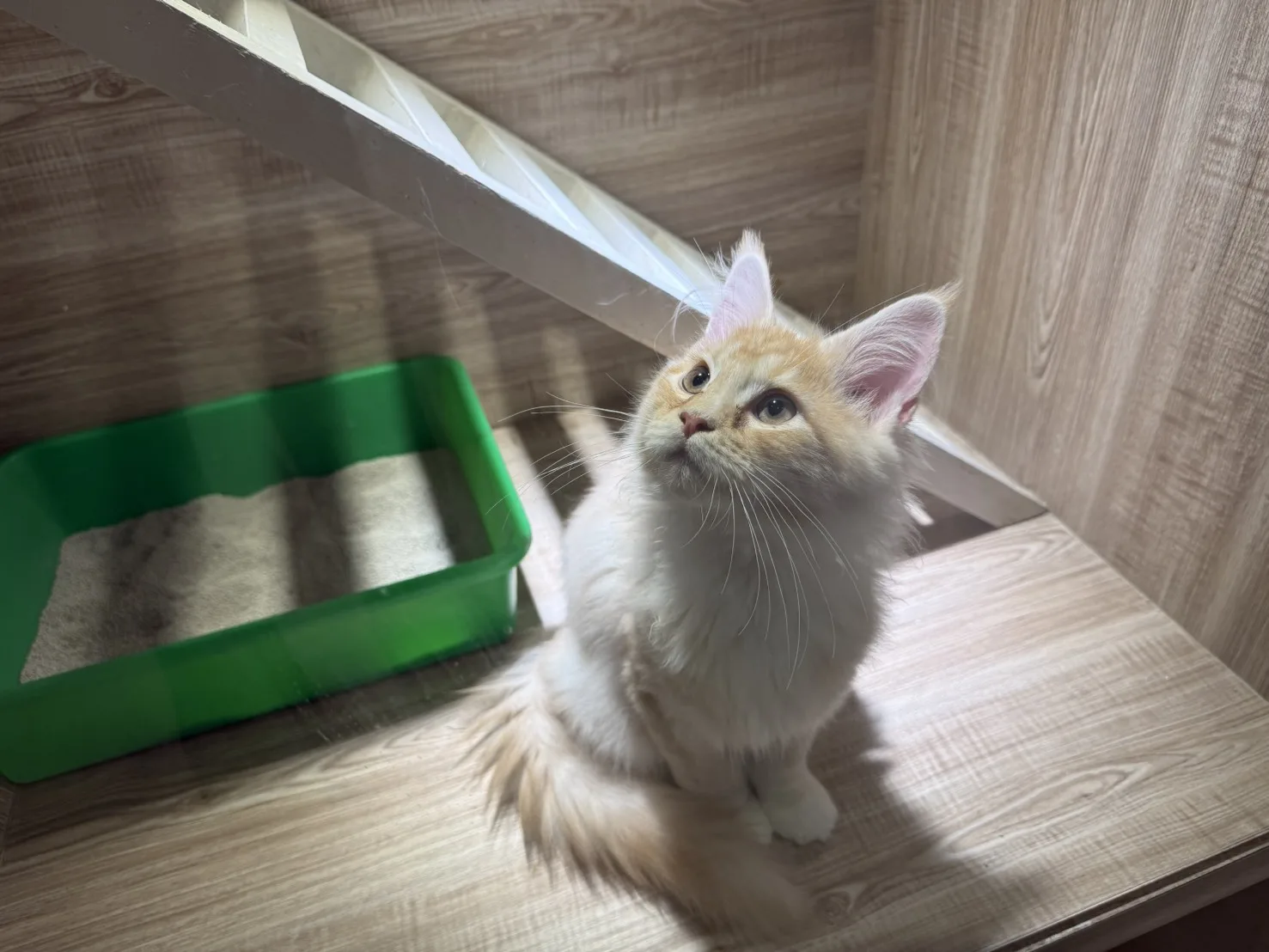 緬因貓