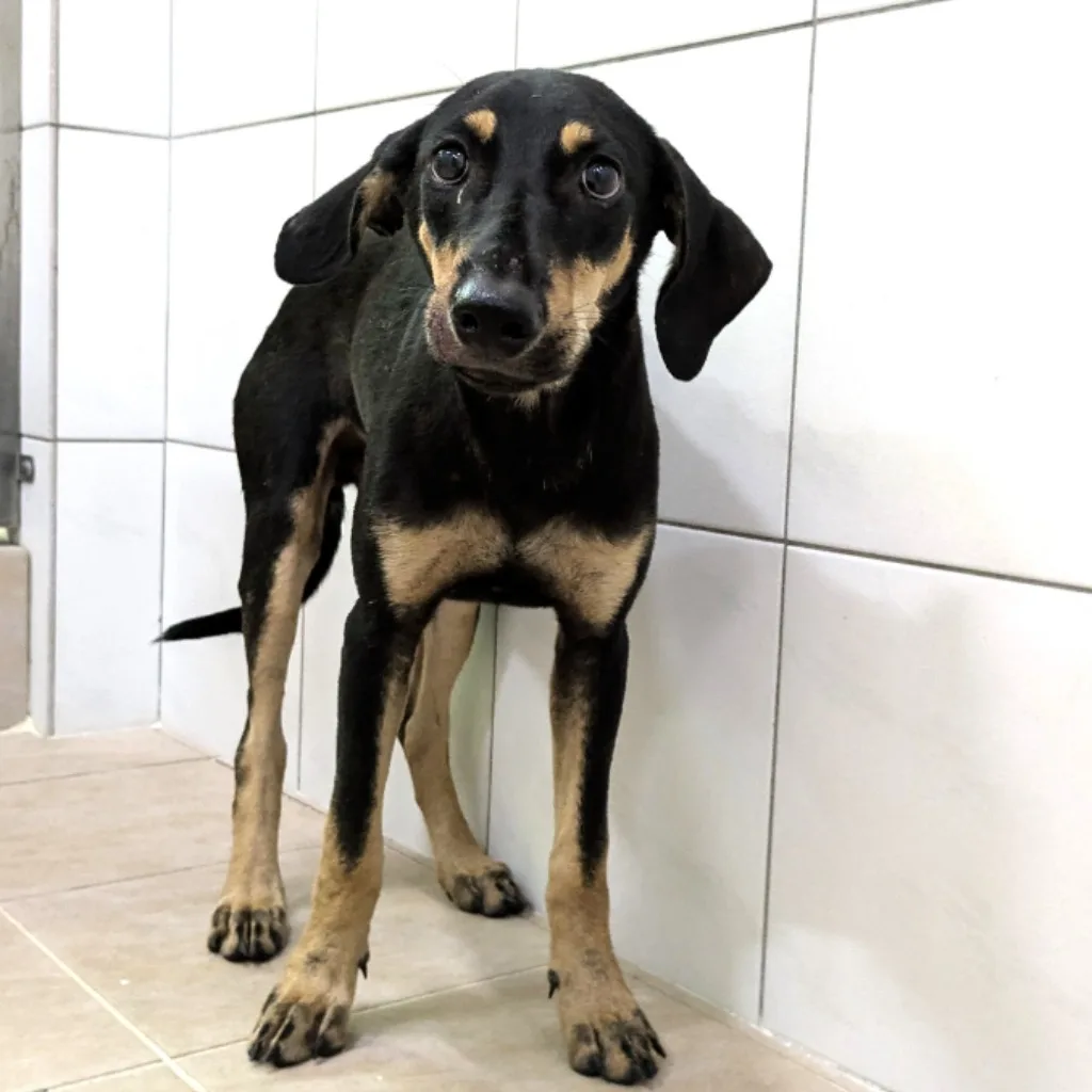 混種犬