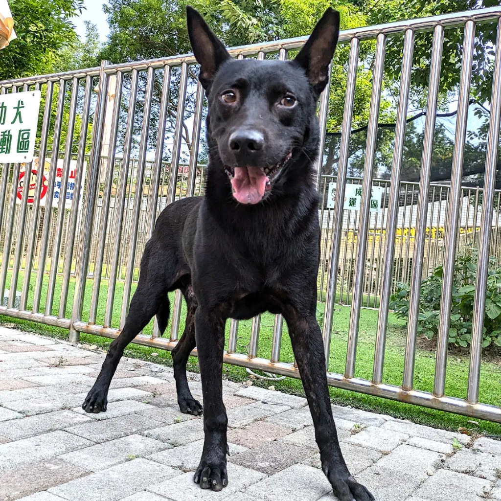 混種犬