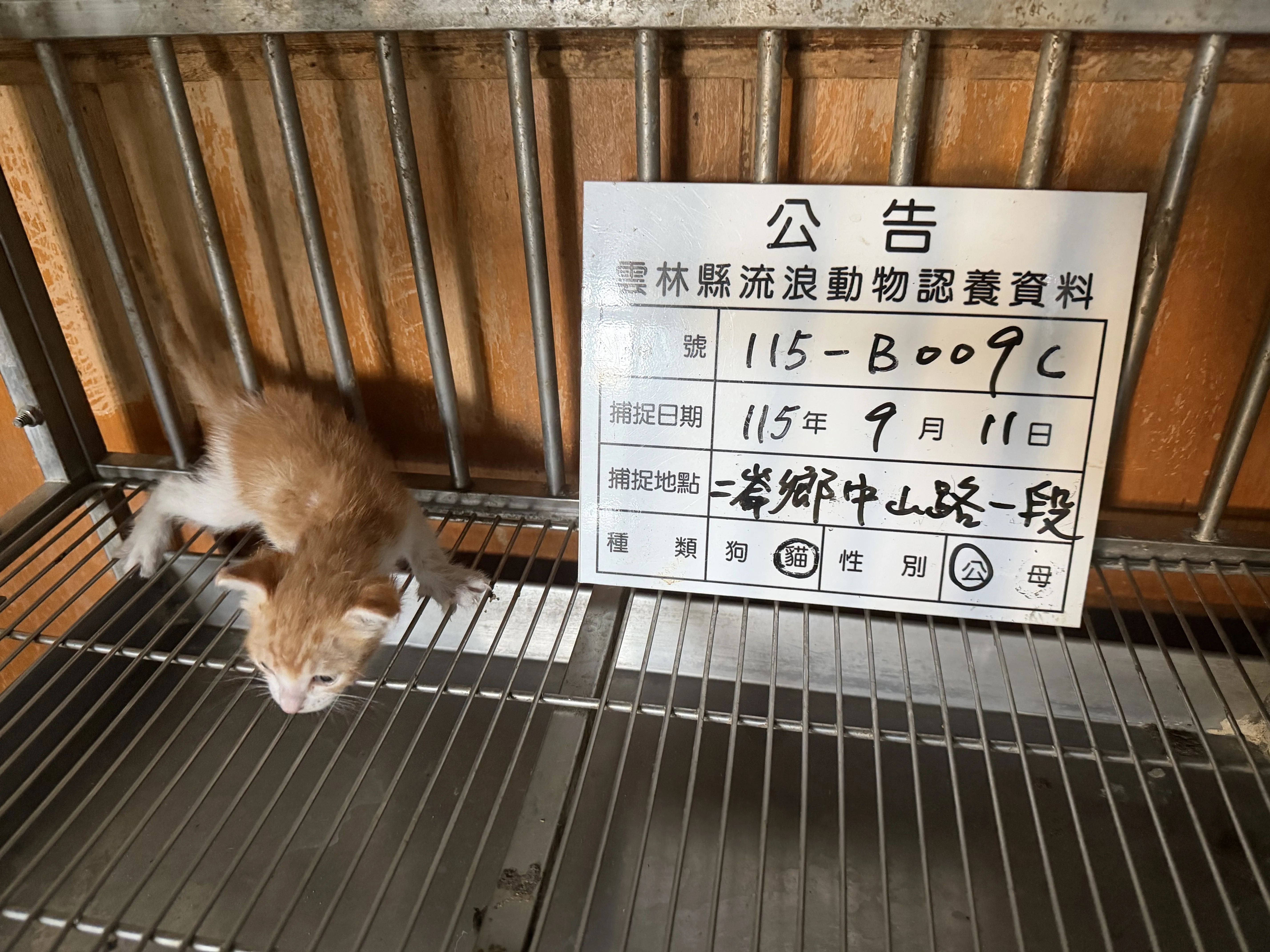 混種貓
