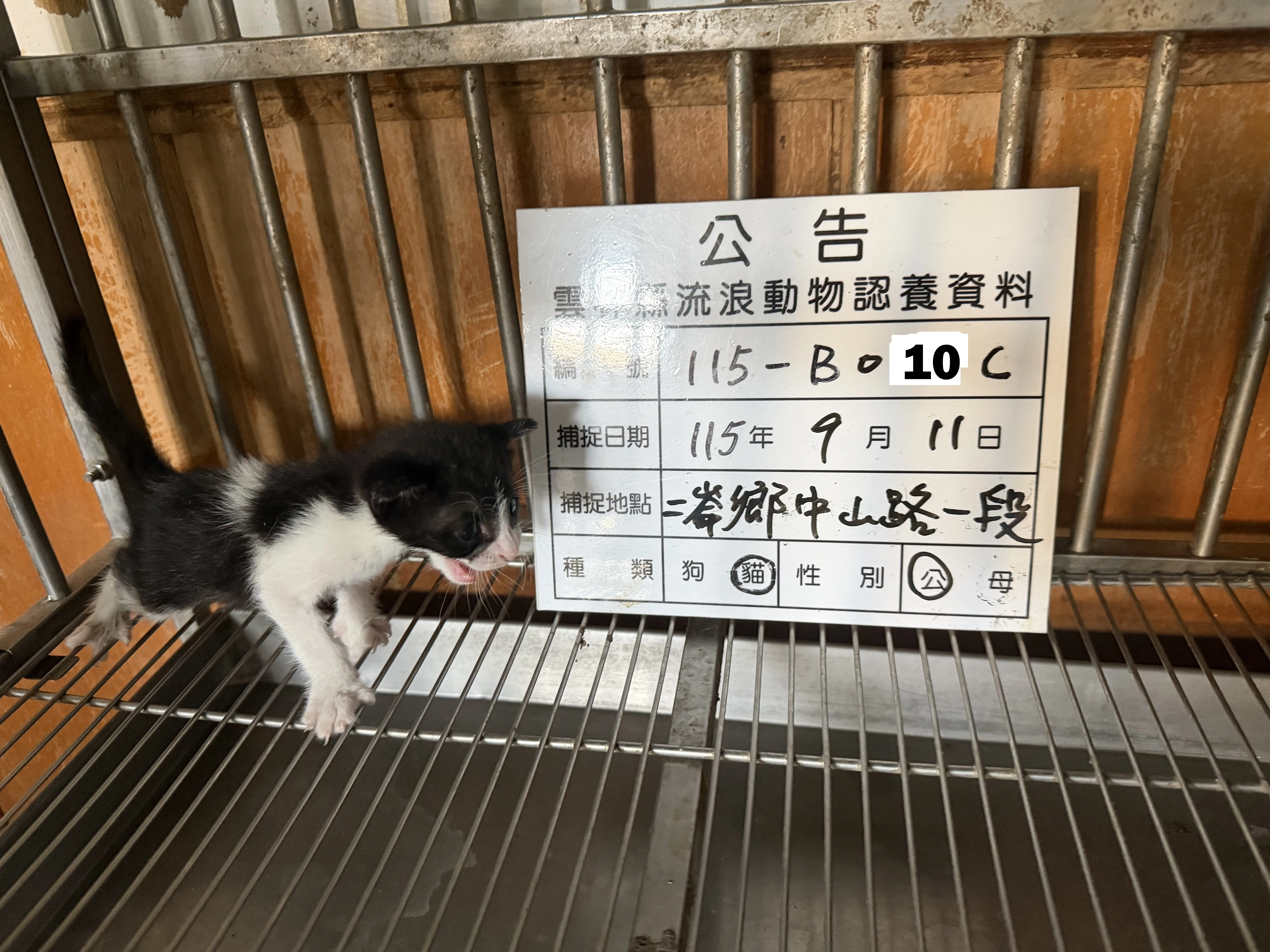 混種貓