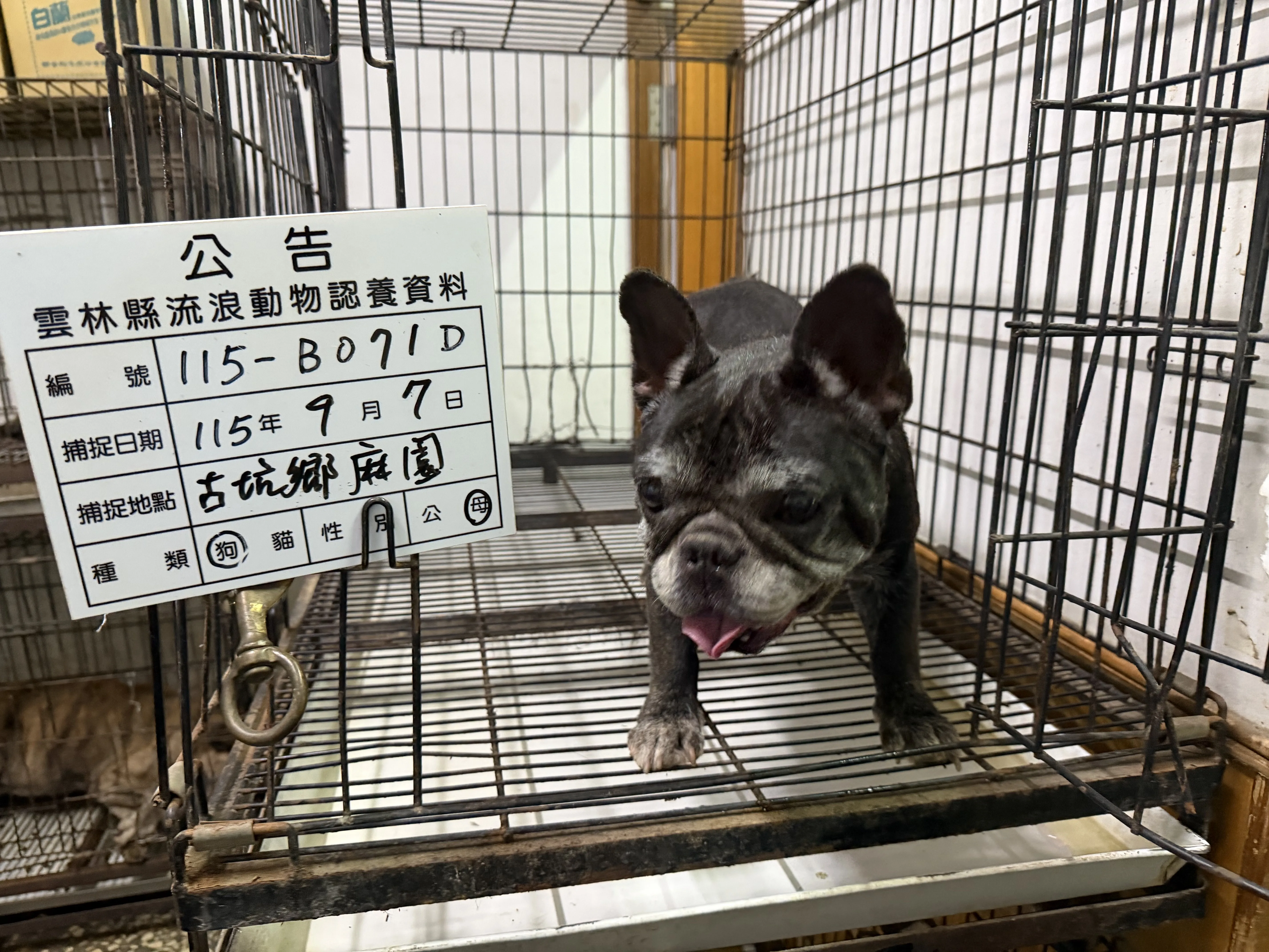 法國鬥牛犬