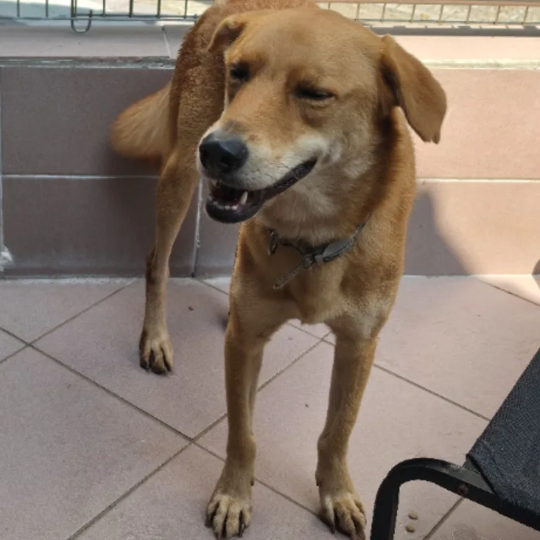 混種犬
