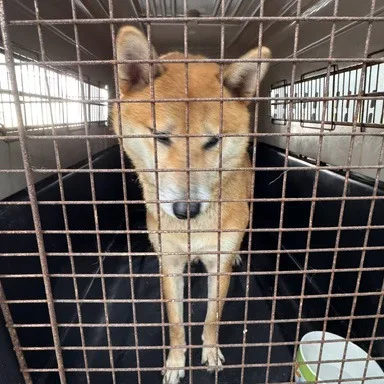 柴犬