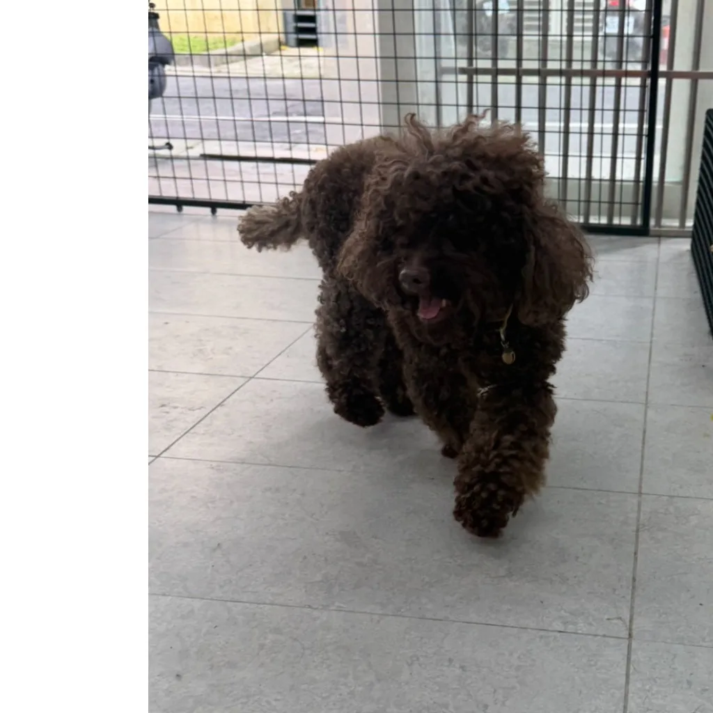 貴賓犬