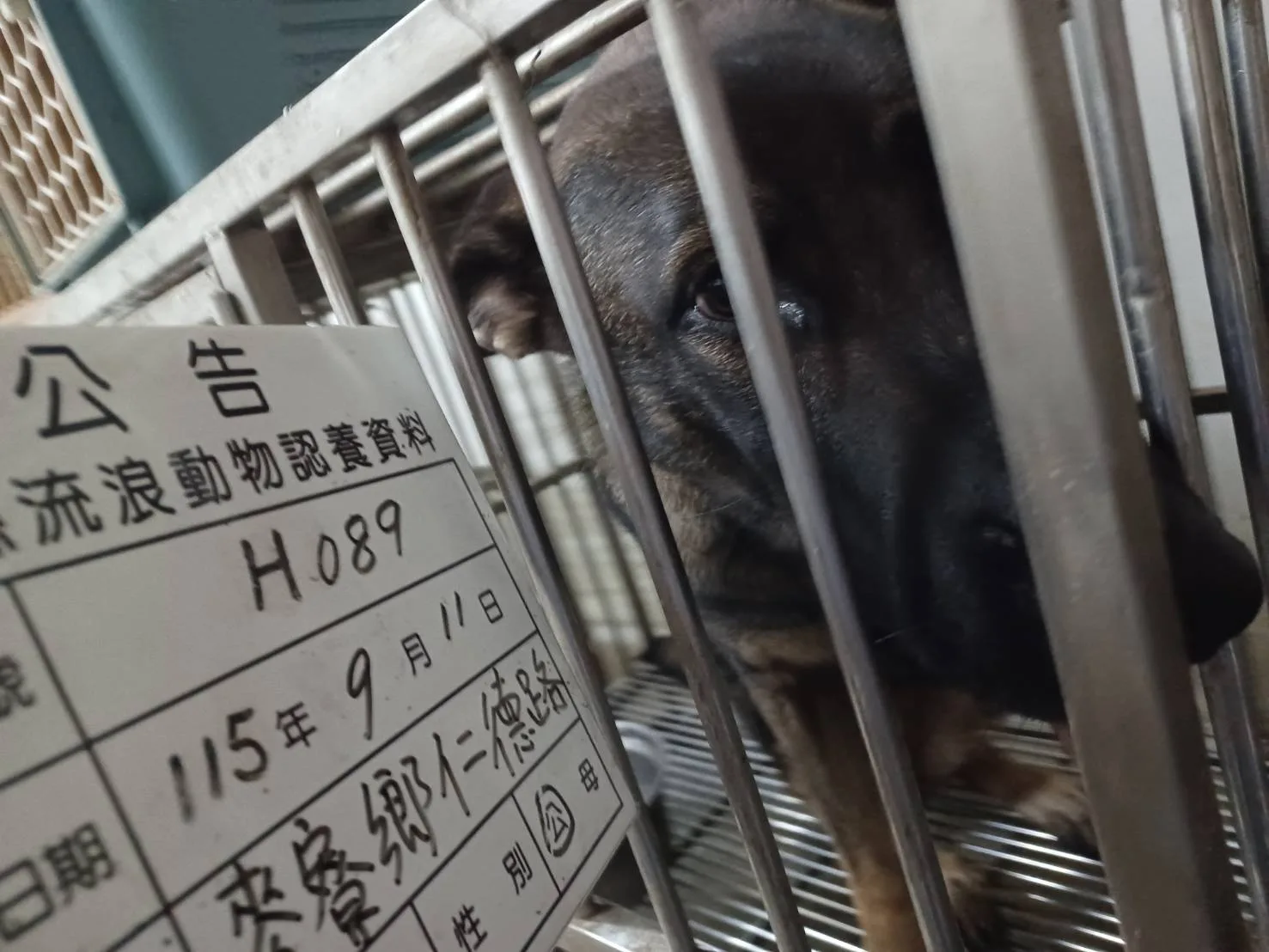 混種犬
