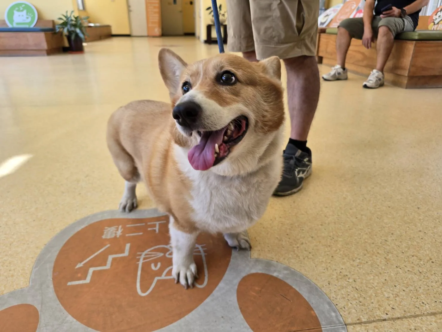 威爾斯柯基犬