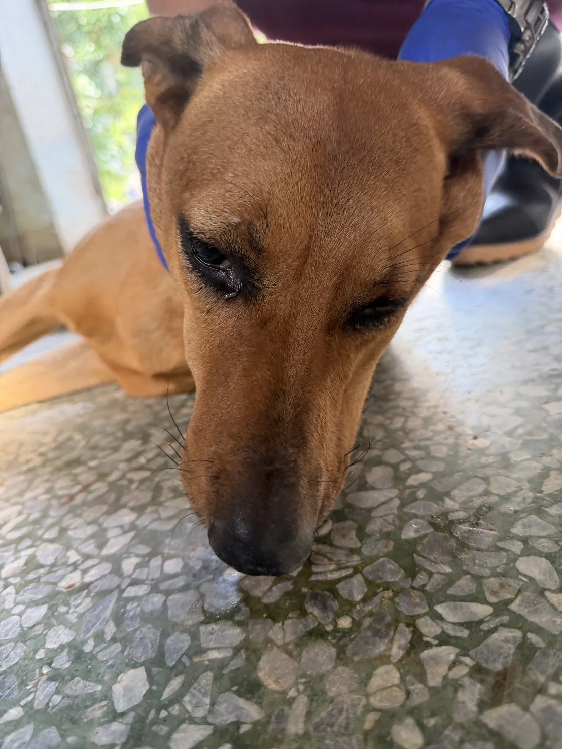 混種犬