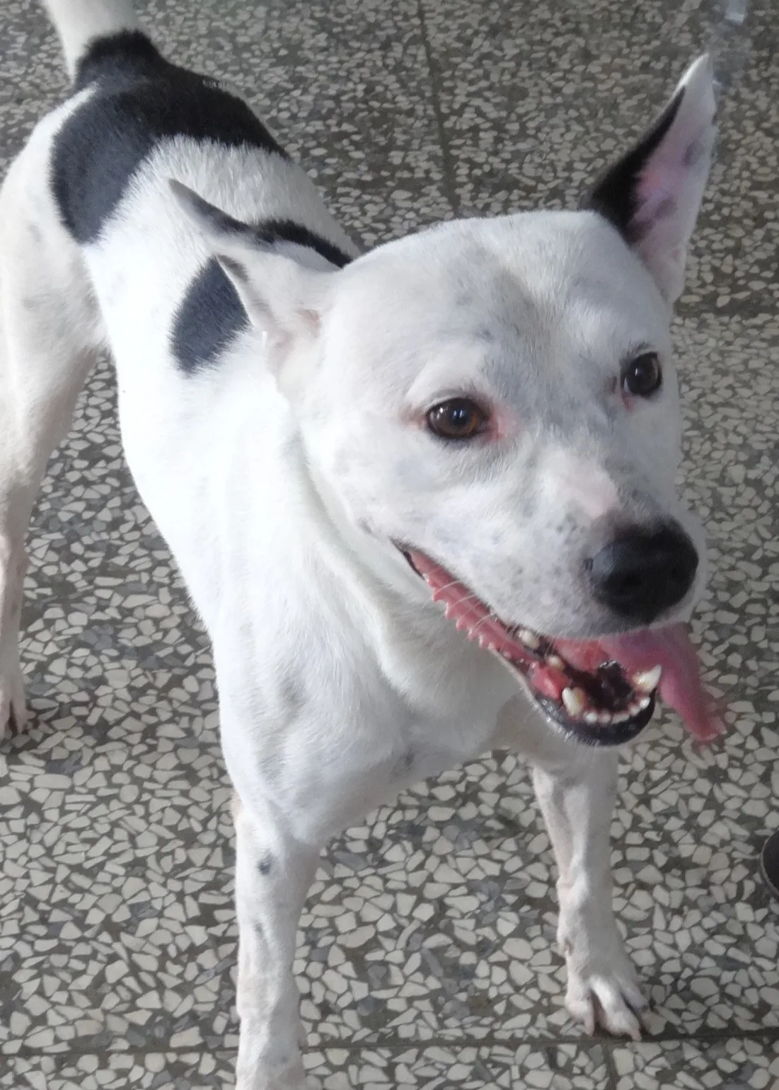 混種犬