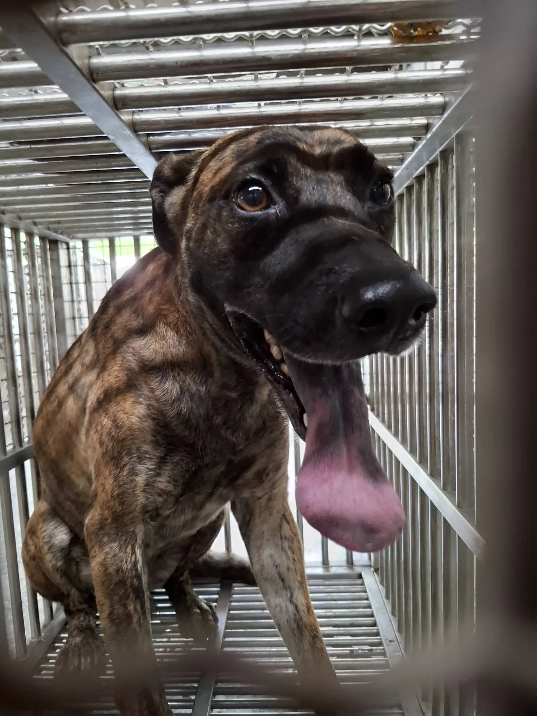 混種犬