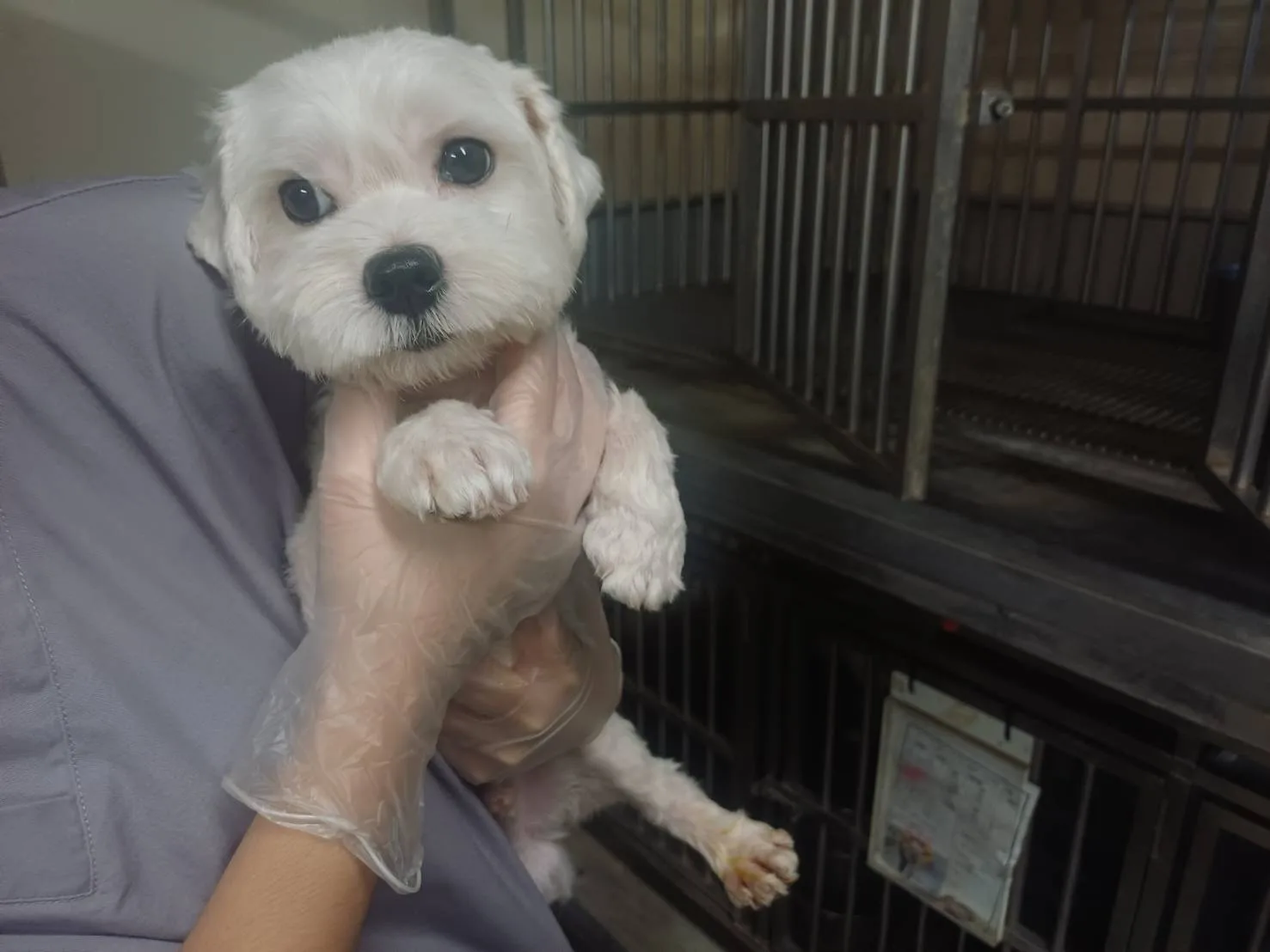 瑪爾濟斯犬