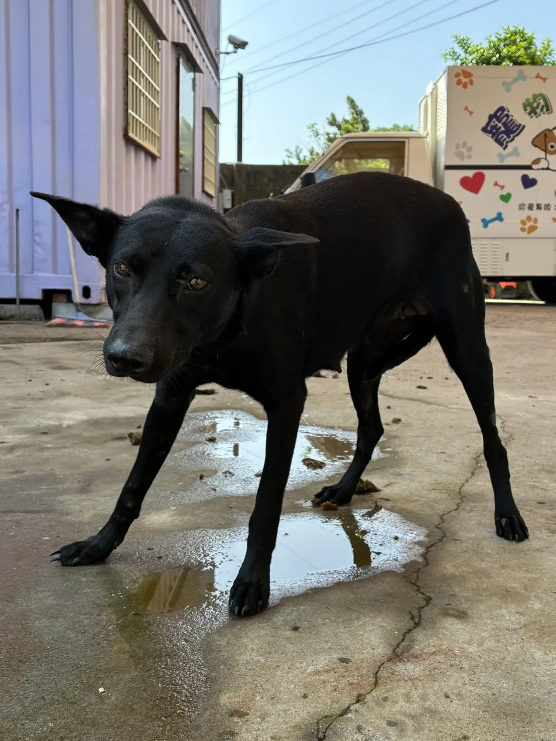 混種犬