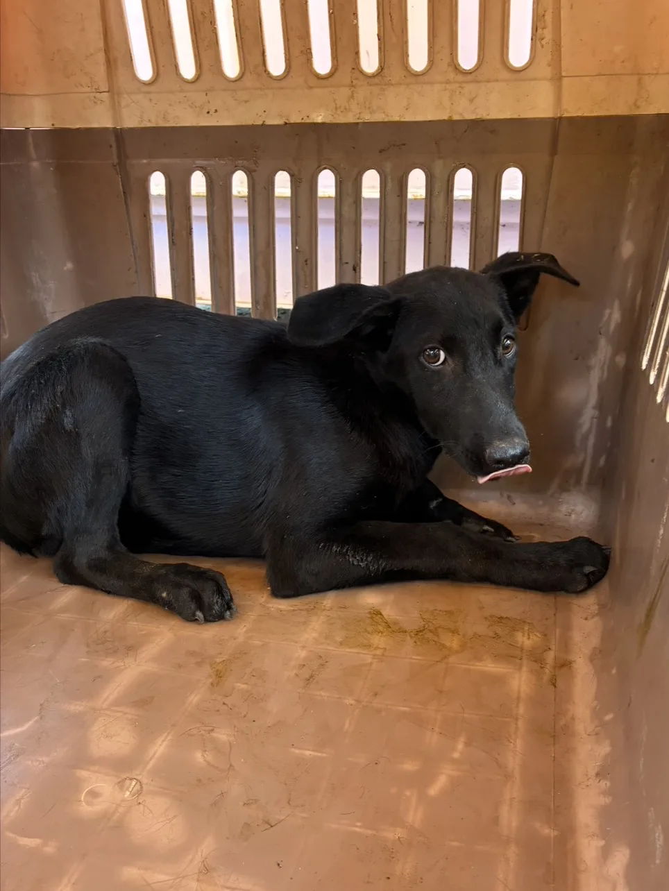 混種犬