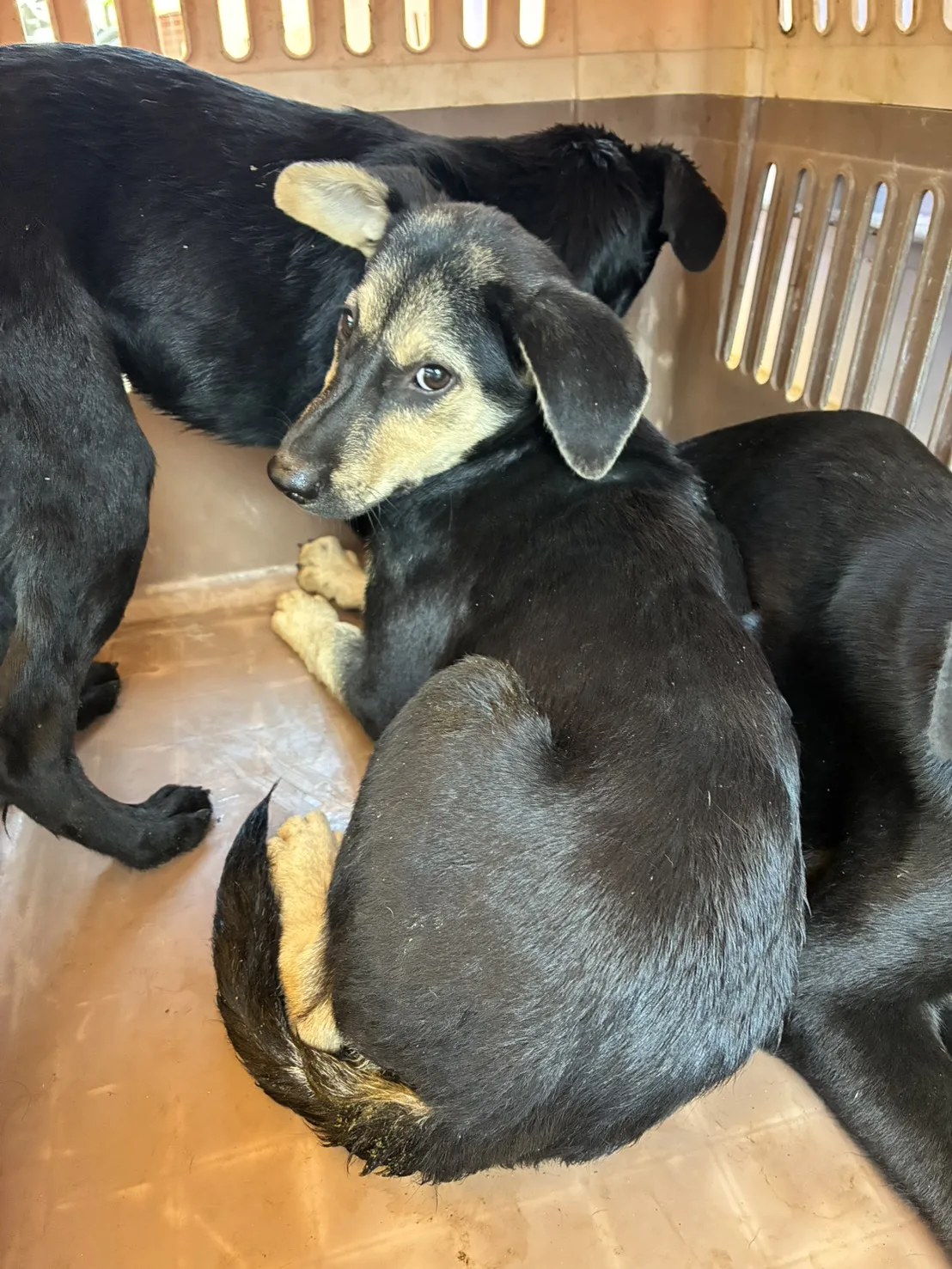 混種犬