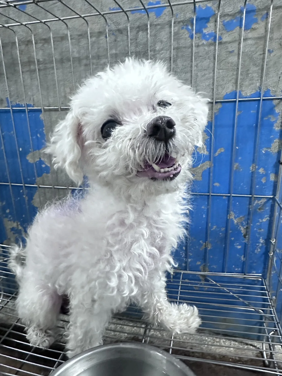 瑪爾濟斯犬
