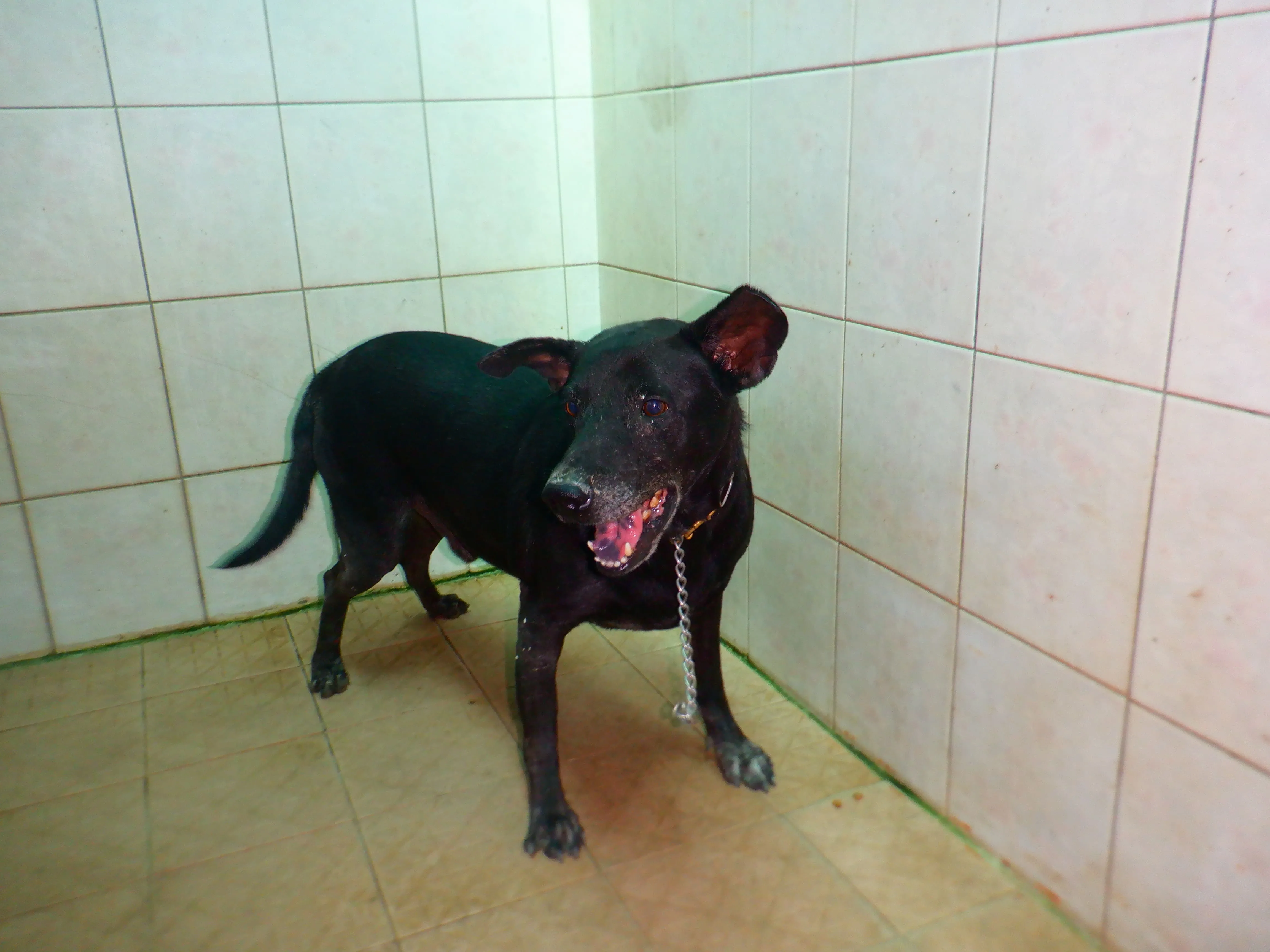 混種犬