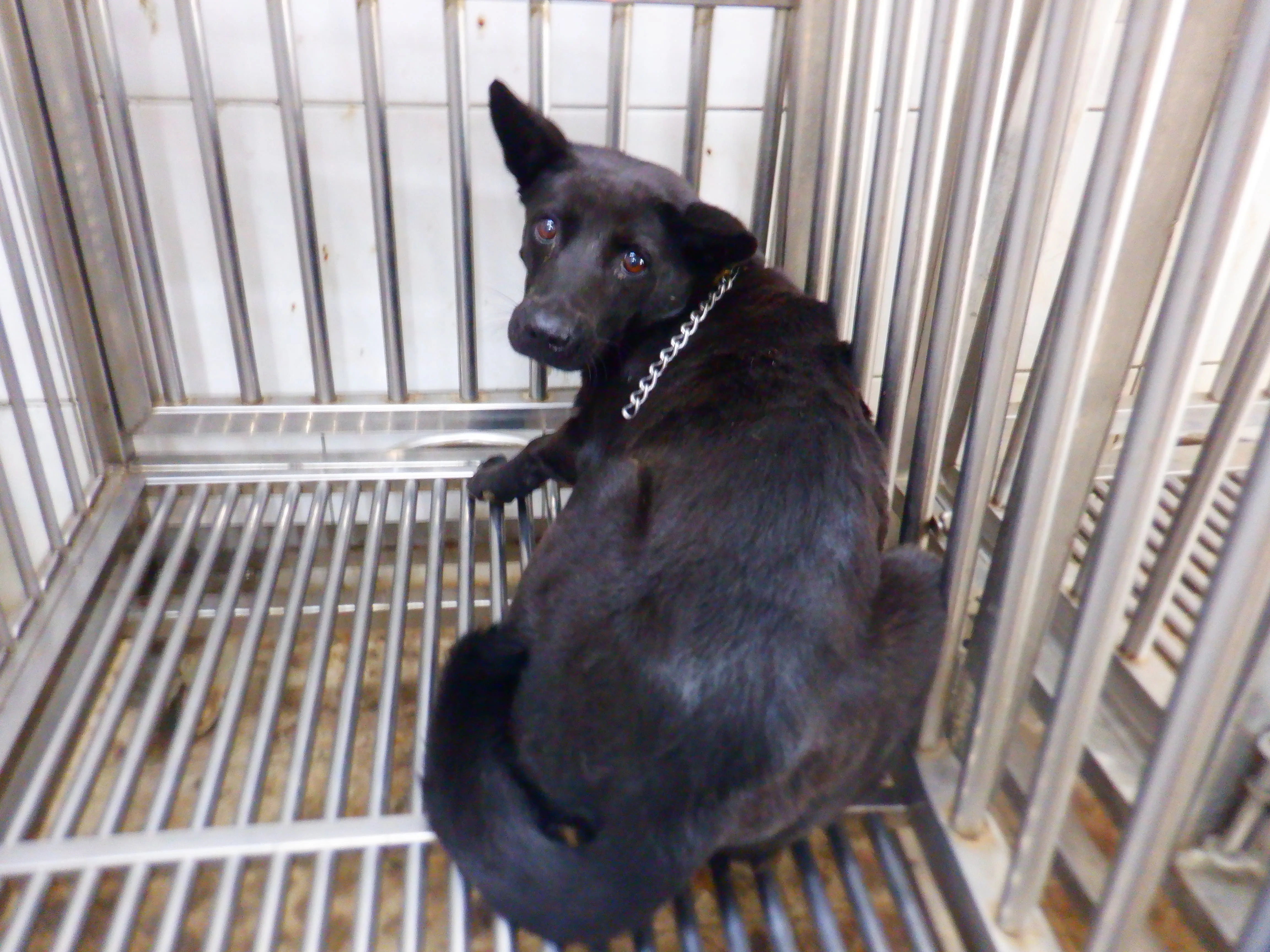 混種犬