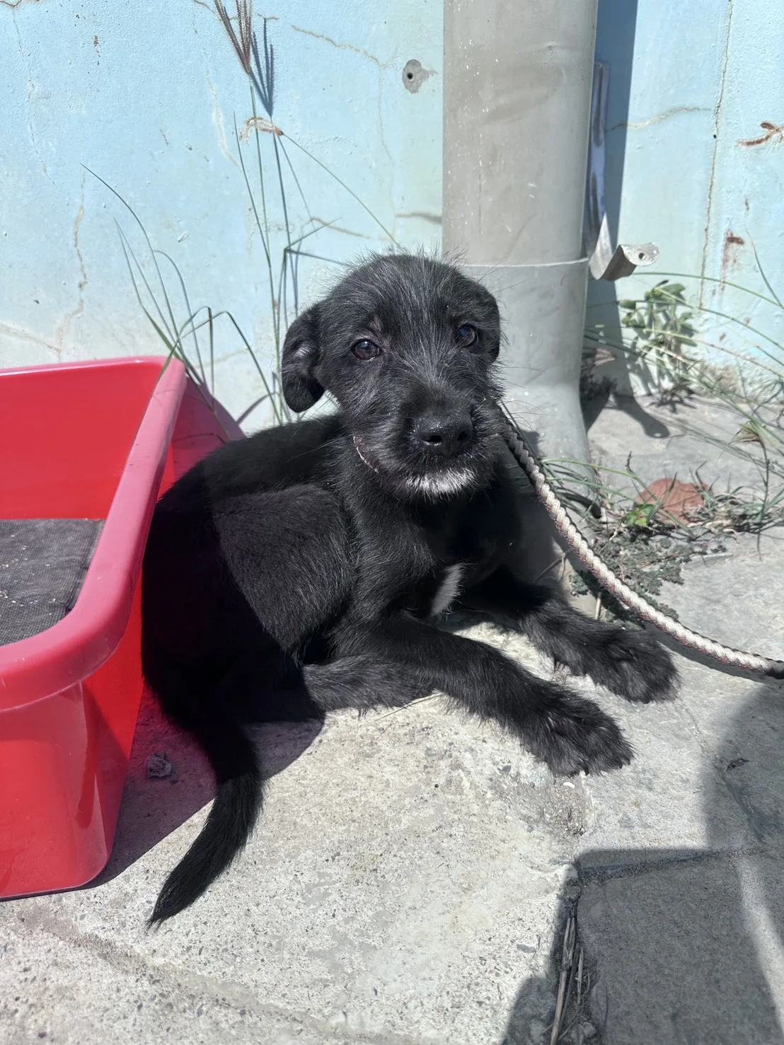 混種犬