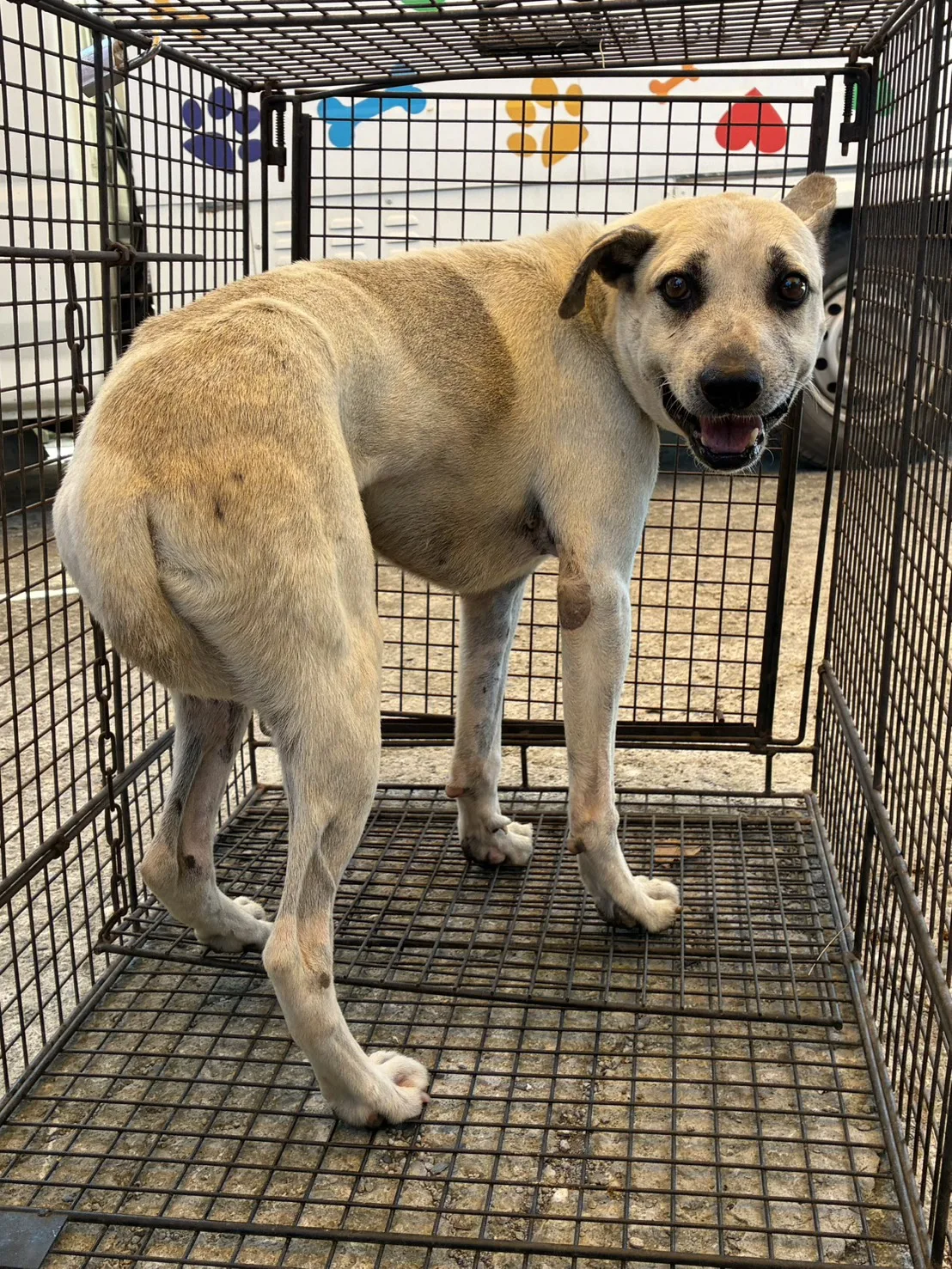混種犬