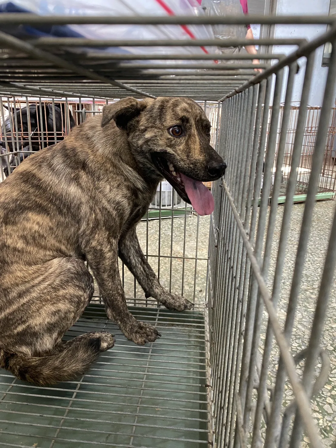 混種犬