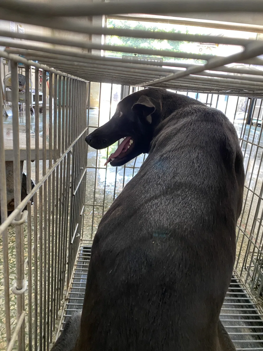 混種犬