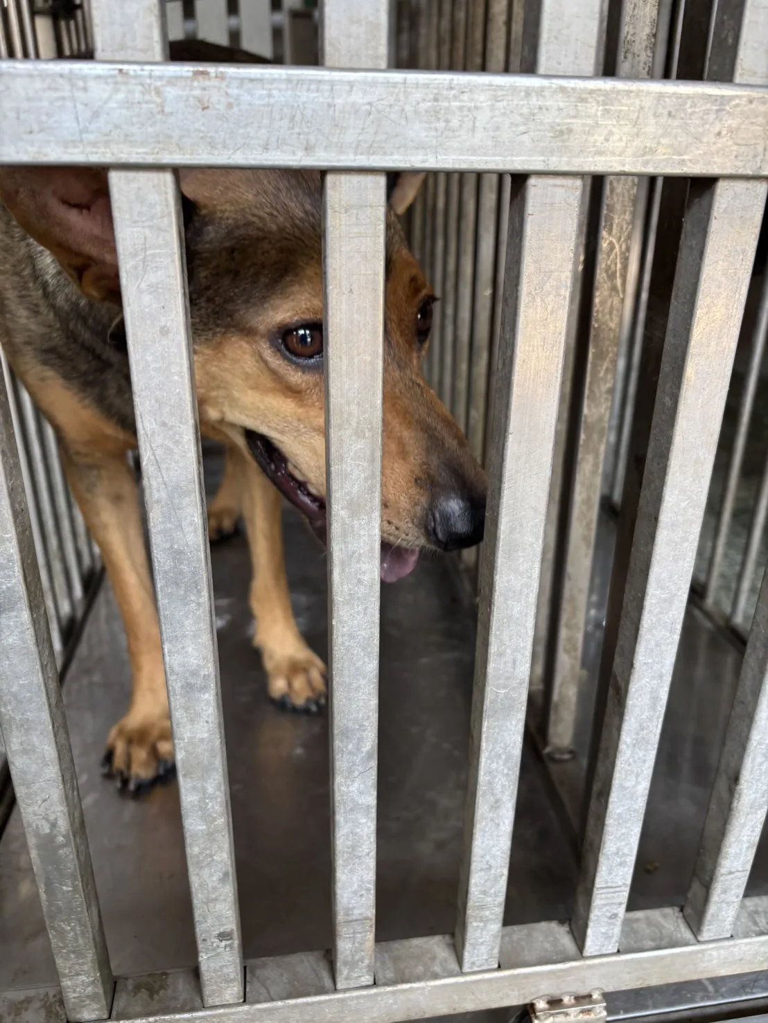 混種犬