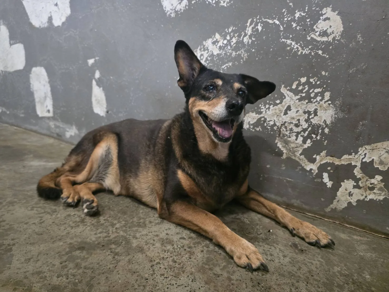 混種犬