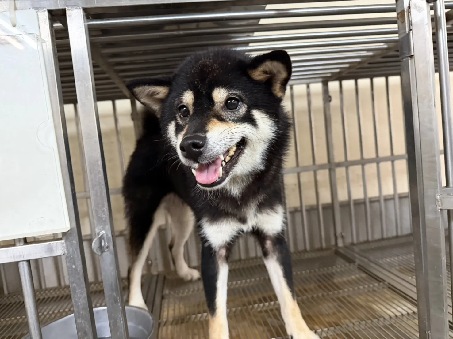 柴犬