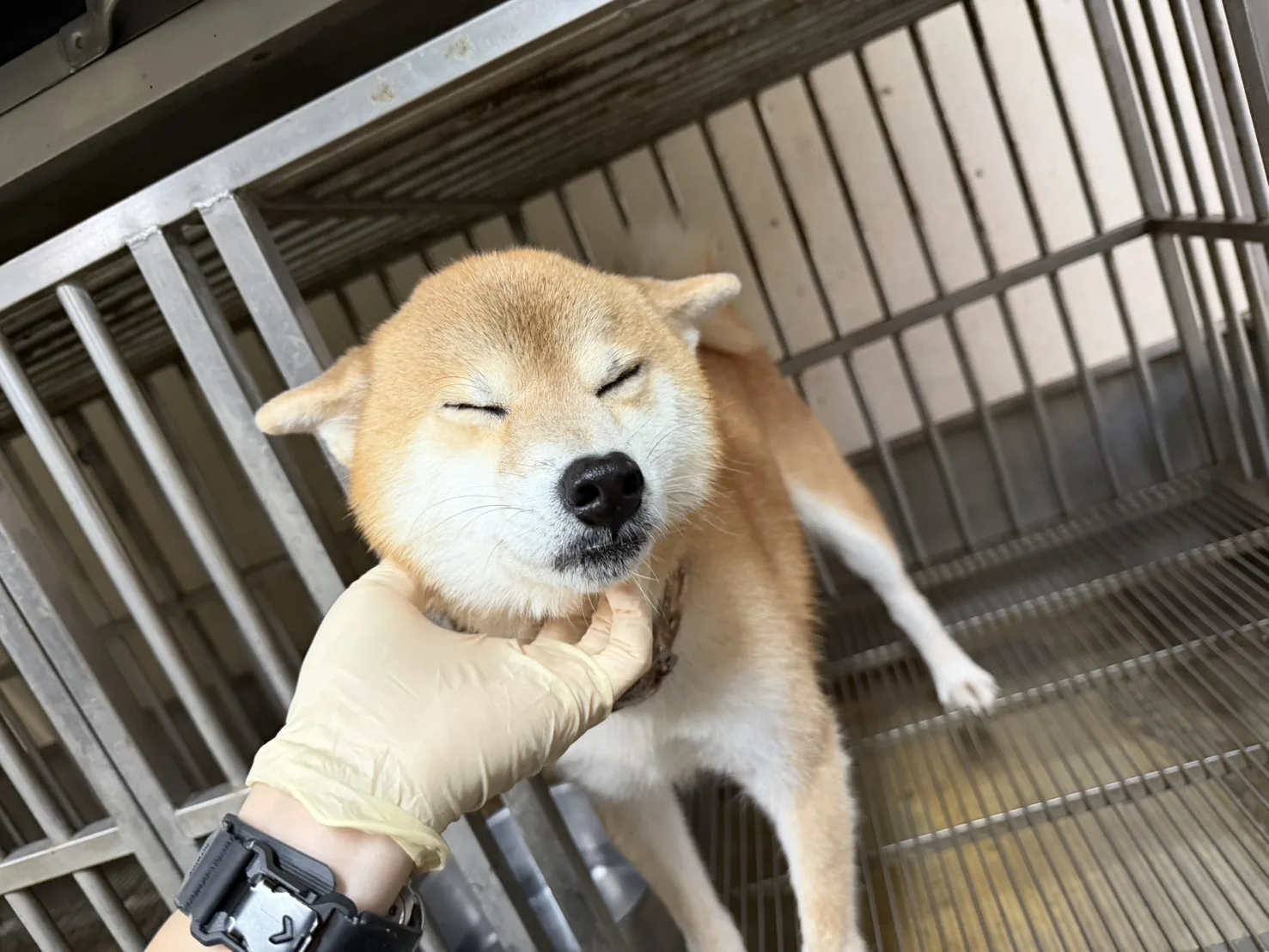柴犬