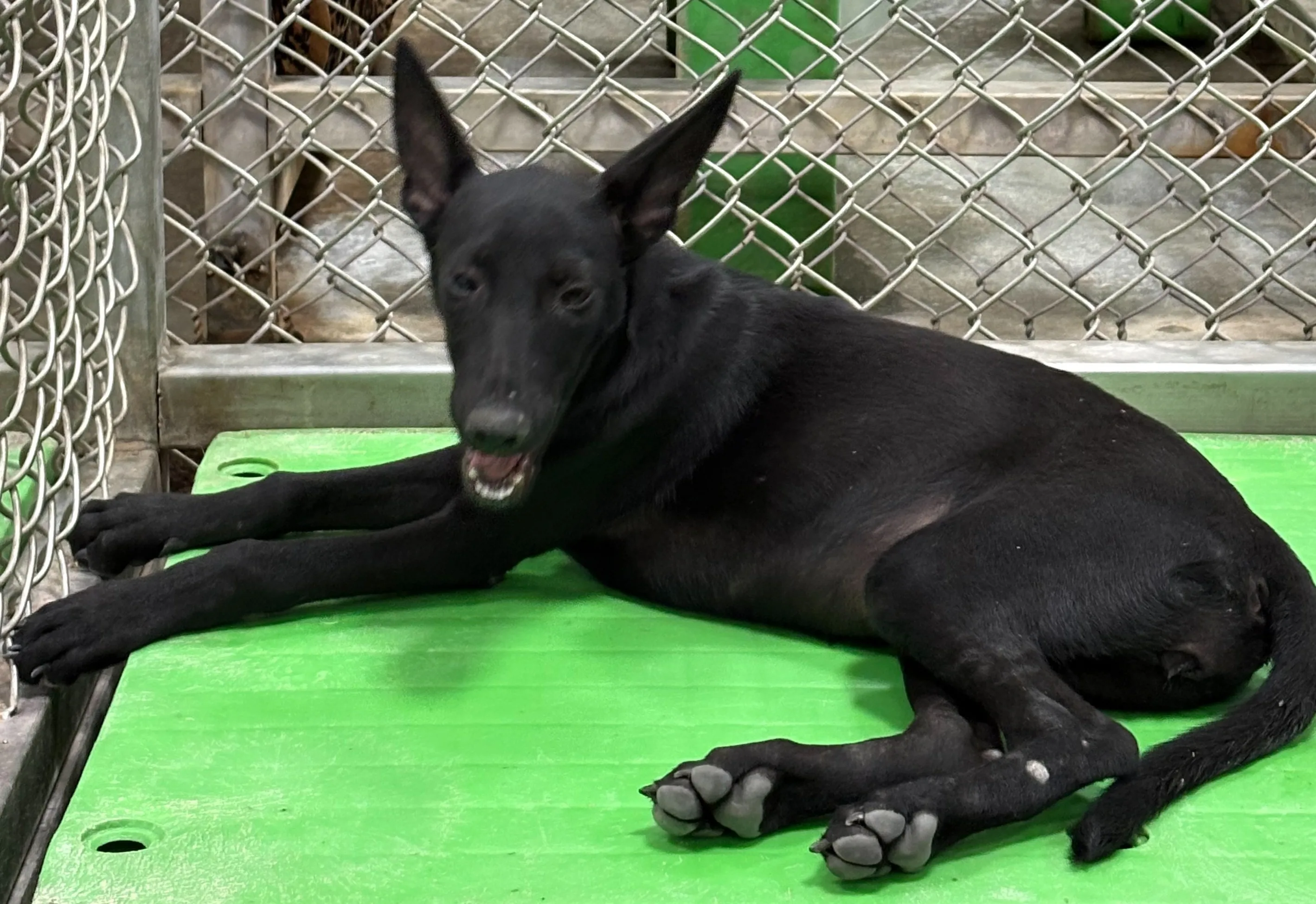 混種犬