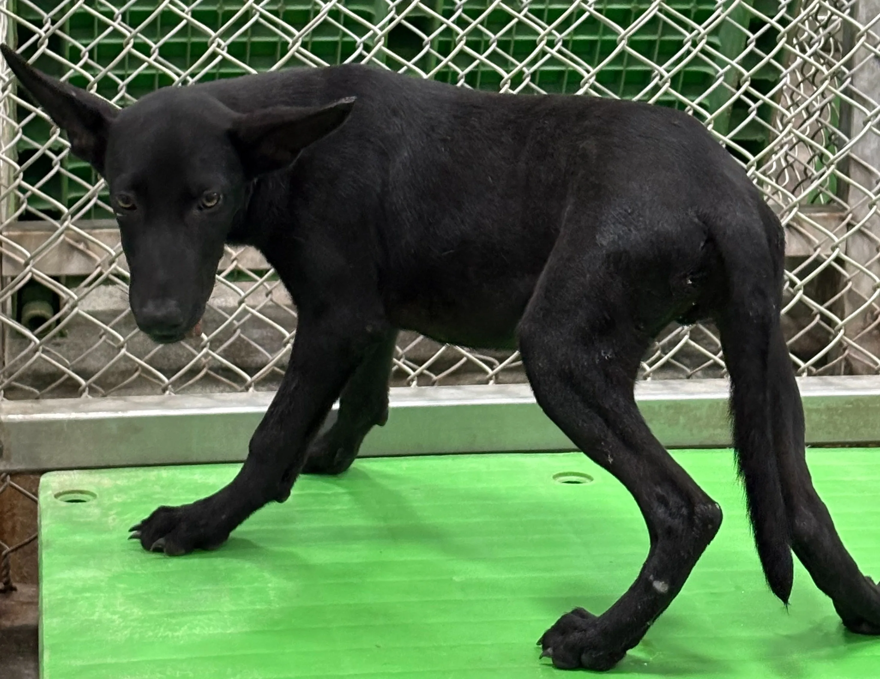 混種犬