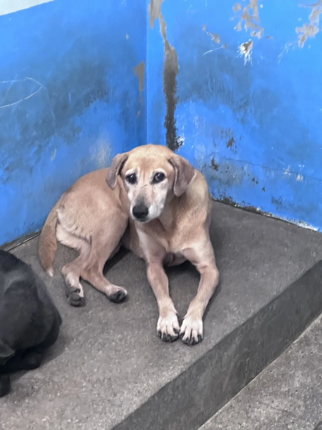 混種犬