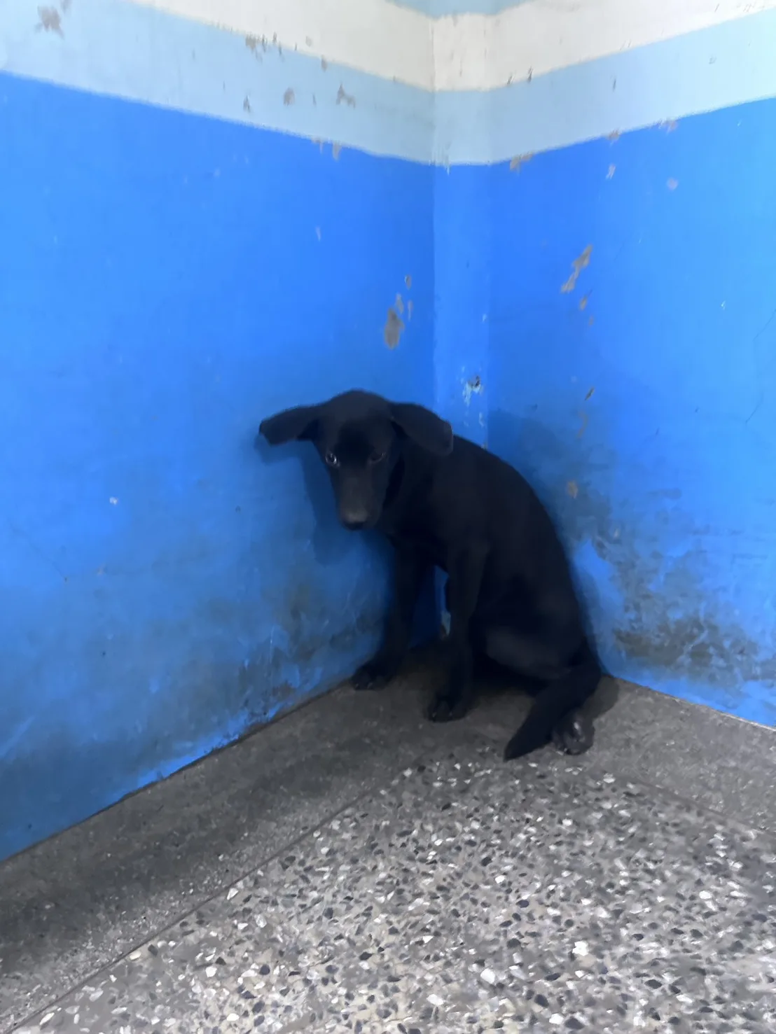 混種犬