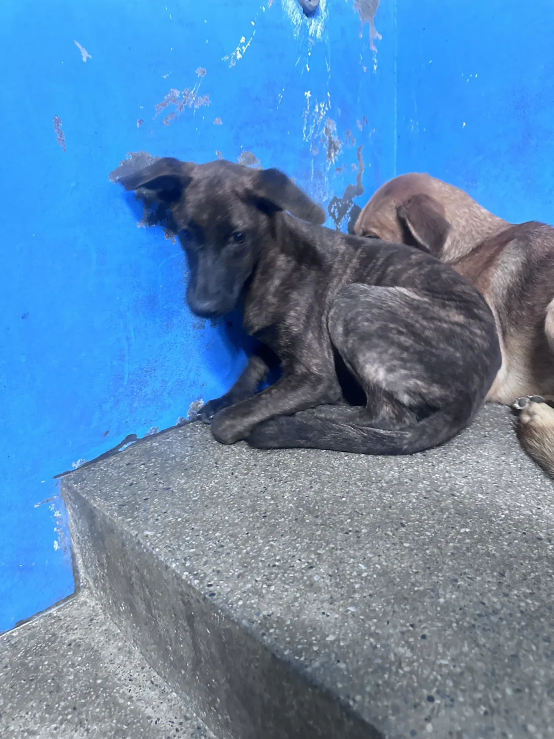 混種犬