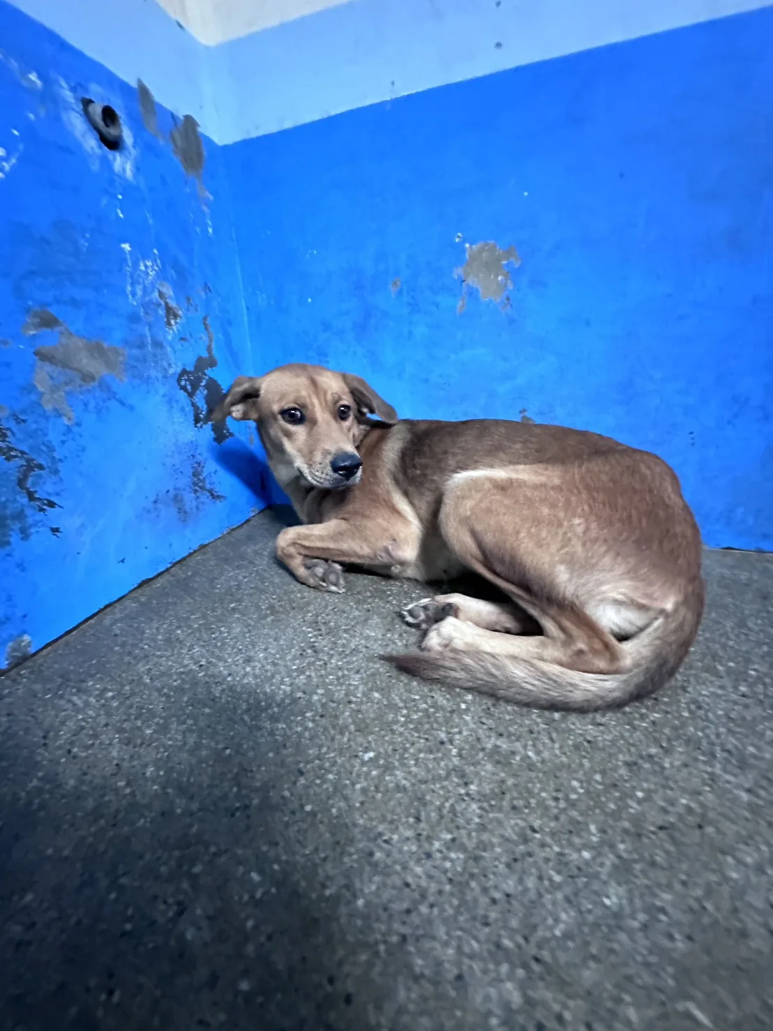 混種犬