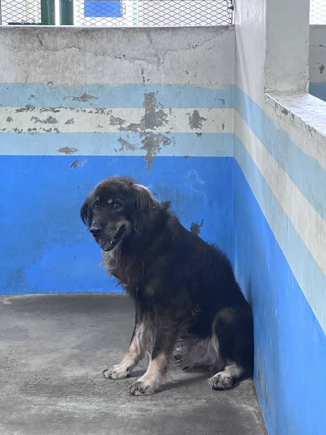 混種犬