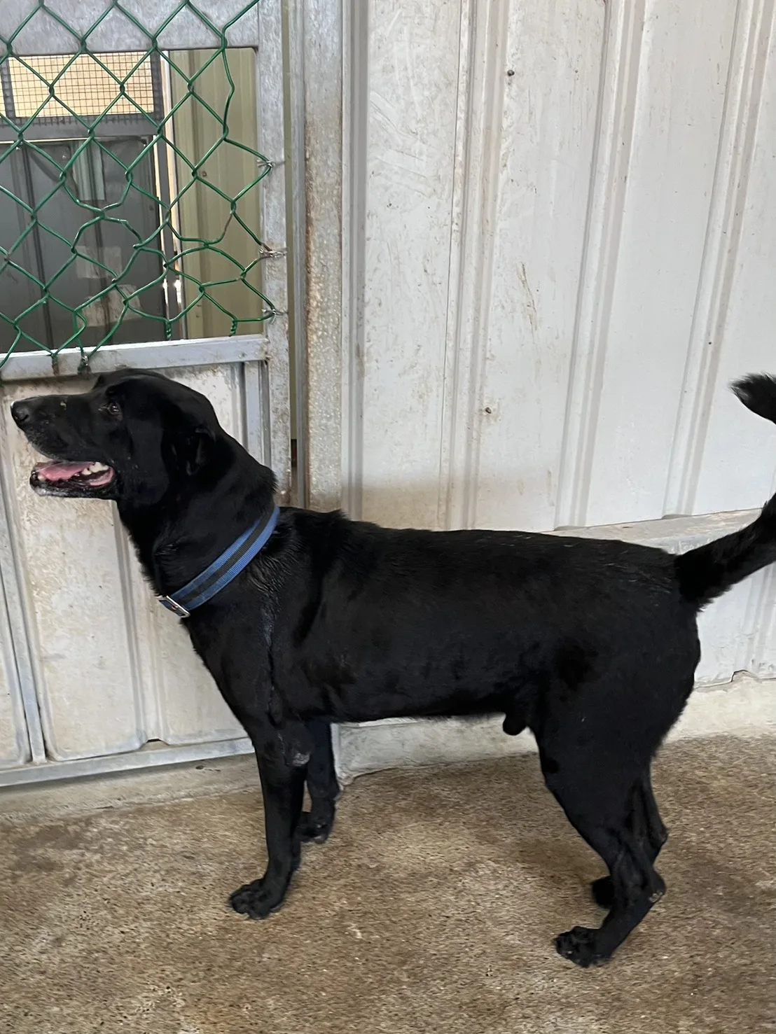 混種犬