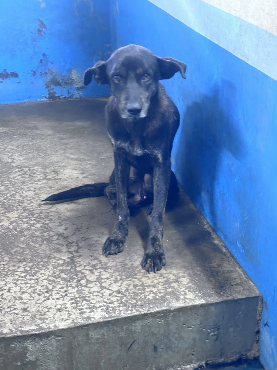 混種犬