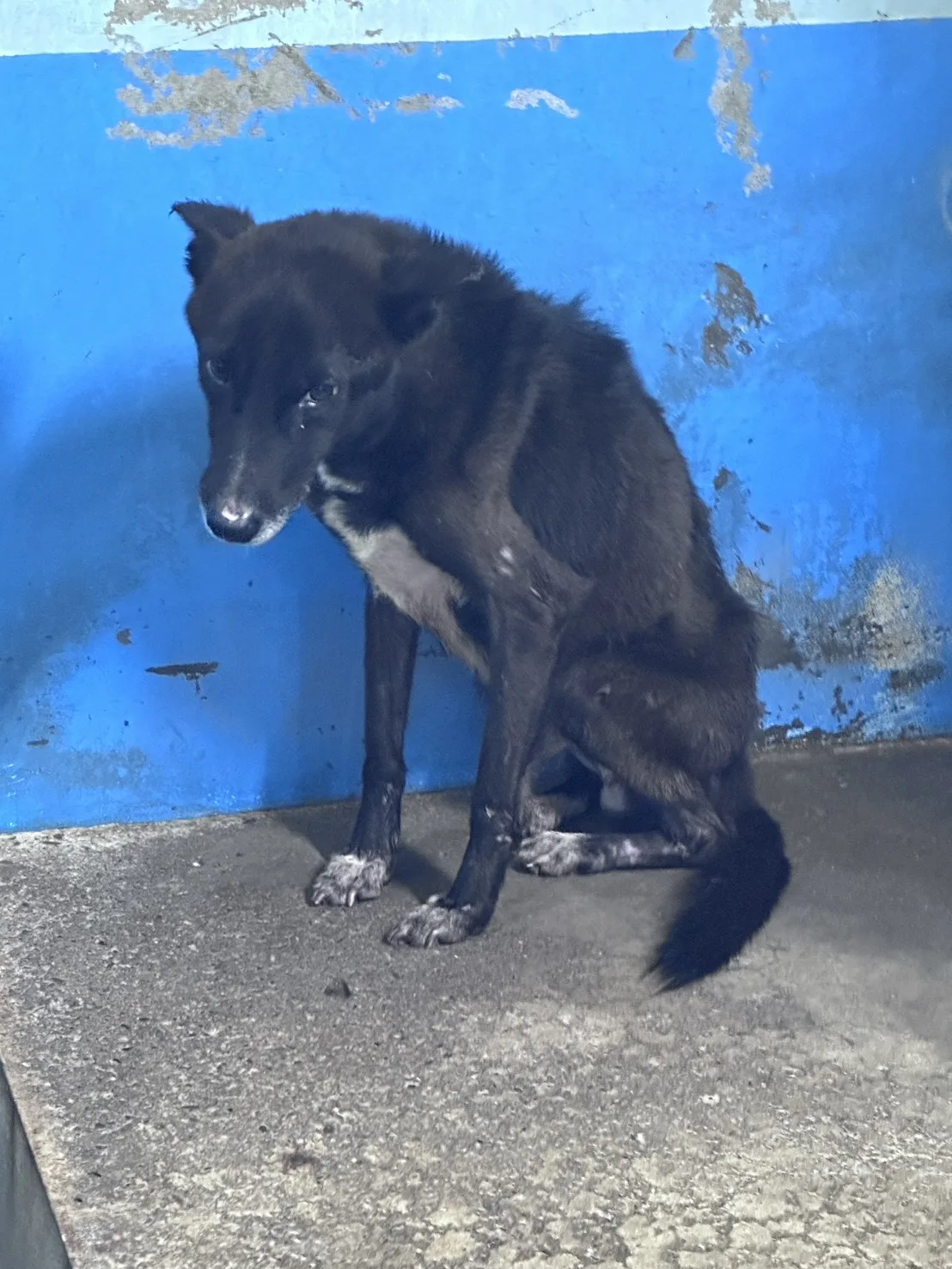 混種犬