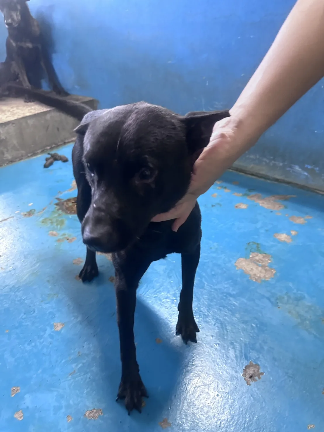 混種犬