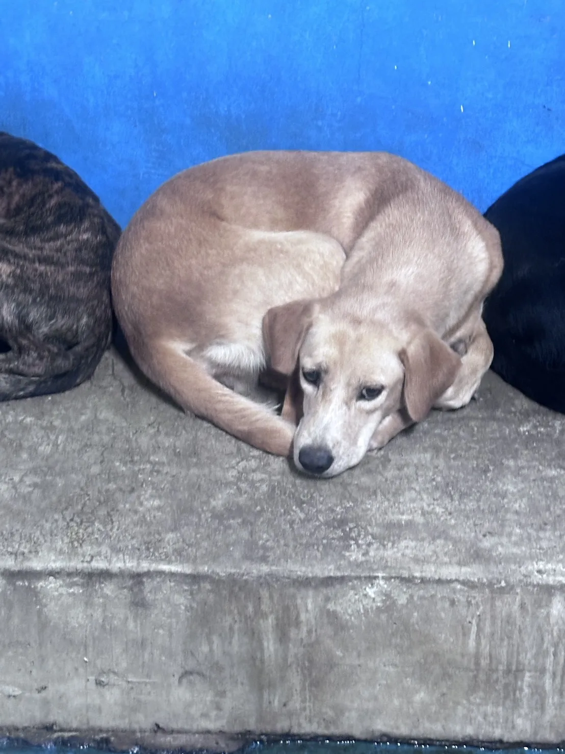 混種犬